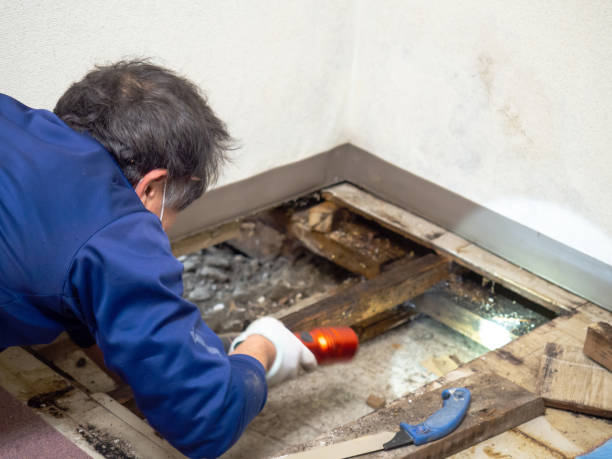 Best Certified Mold Removal  in Whitmire, SC