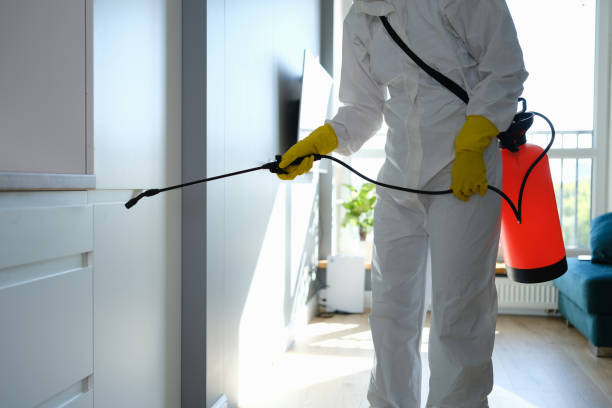 Best Commercial Mold Removal  in Whitmire, SC