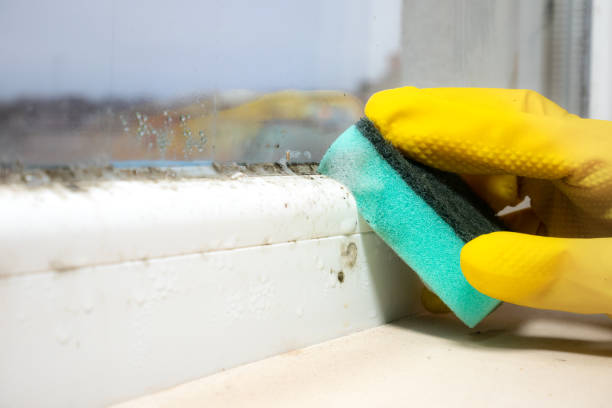Best Residential Mold Removal  in Whitmire, SC