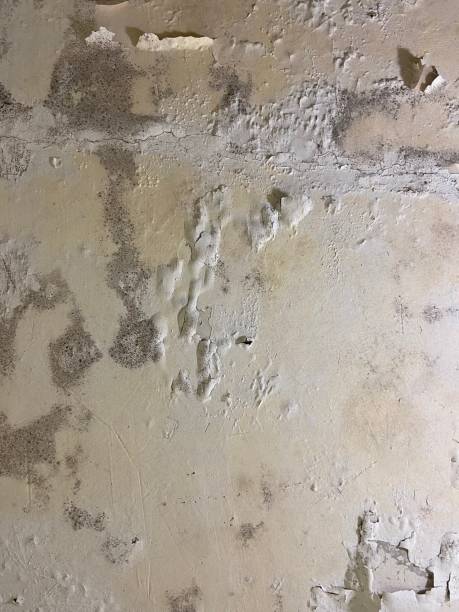 Best Mold Testing  in Whitmire, SC